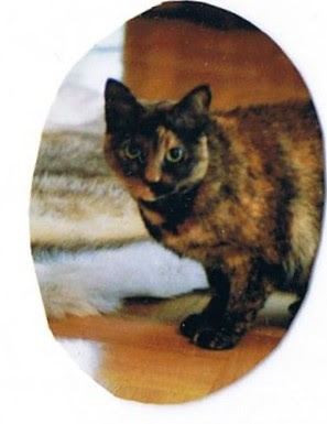 Suloinen Tiina-kissa