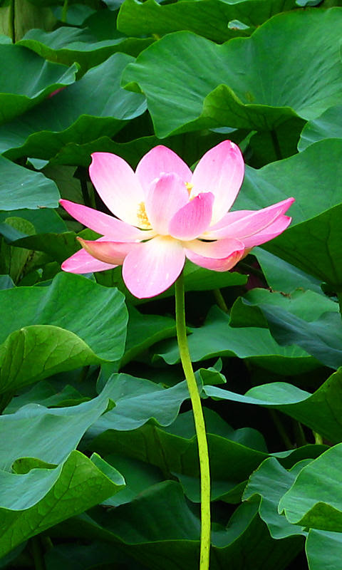 蓮 ハス の花携帯待受画像 無料壁紙