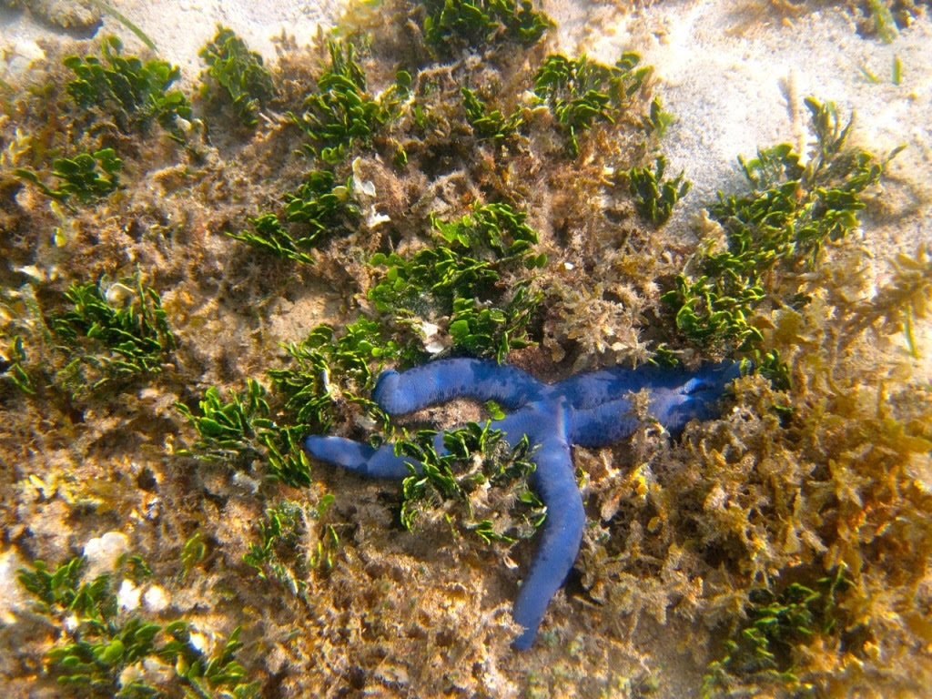 pulau macan32