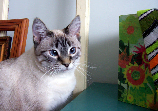 curious kitty