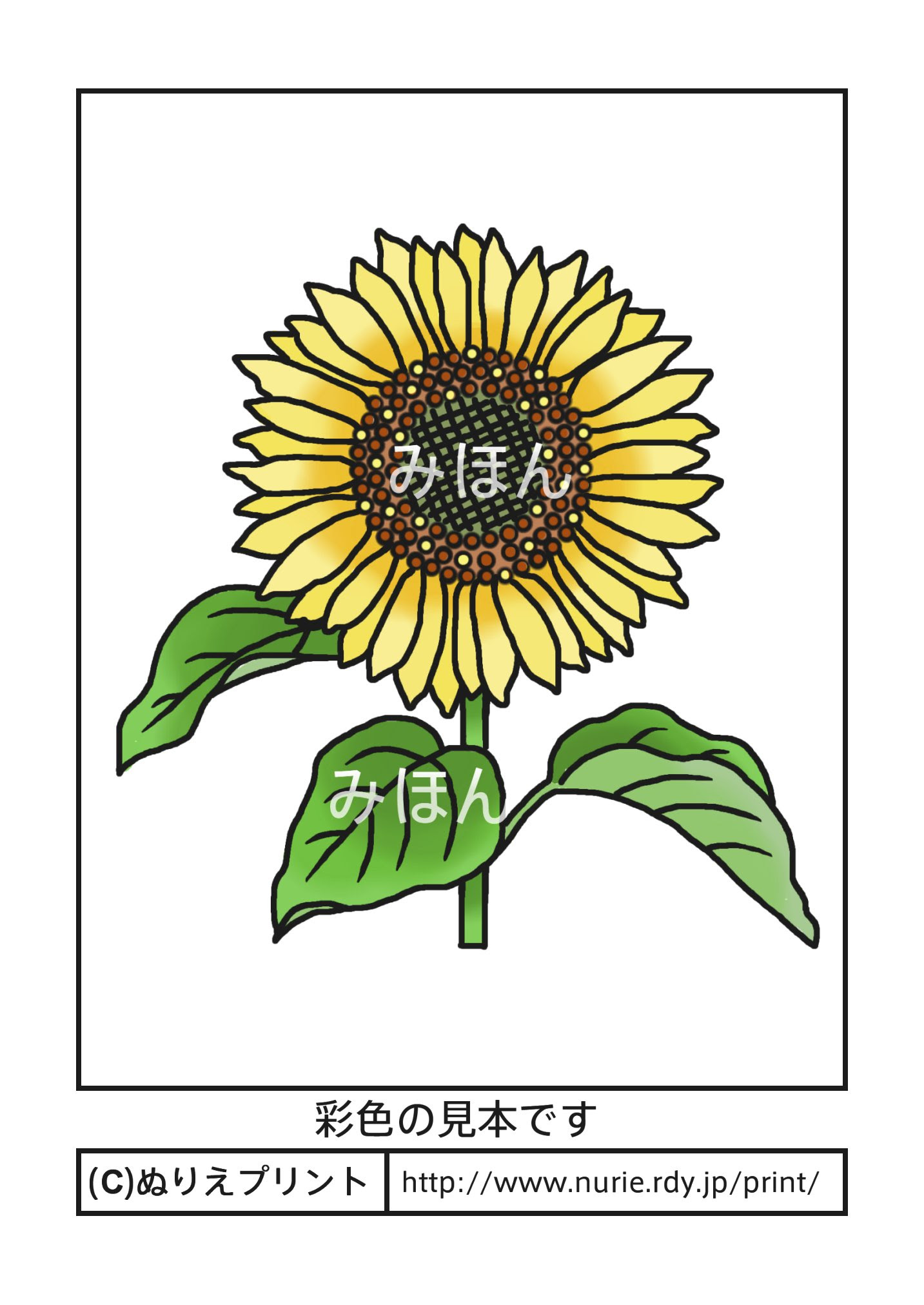 ヒマワリ 彩色見本 夏の花 無料塗り絵イラスト ぬりえプリント