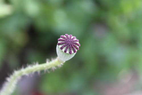 Beryl's garden