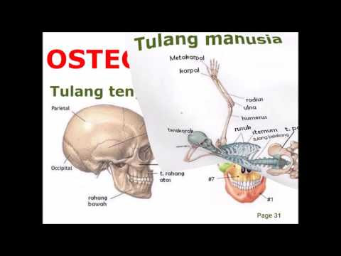 Biologi Gerak Insan Computer Base