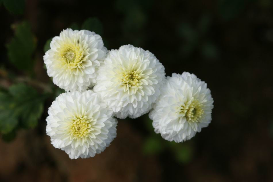 杭菊
