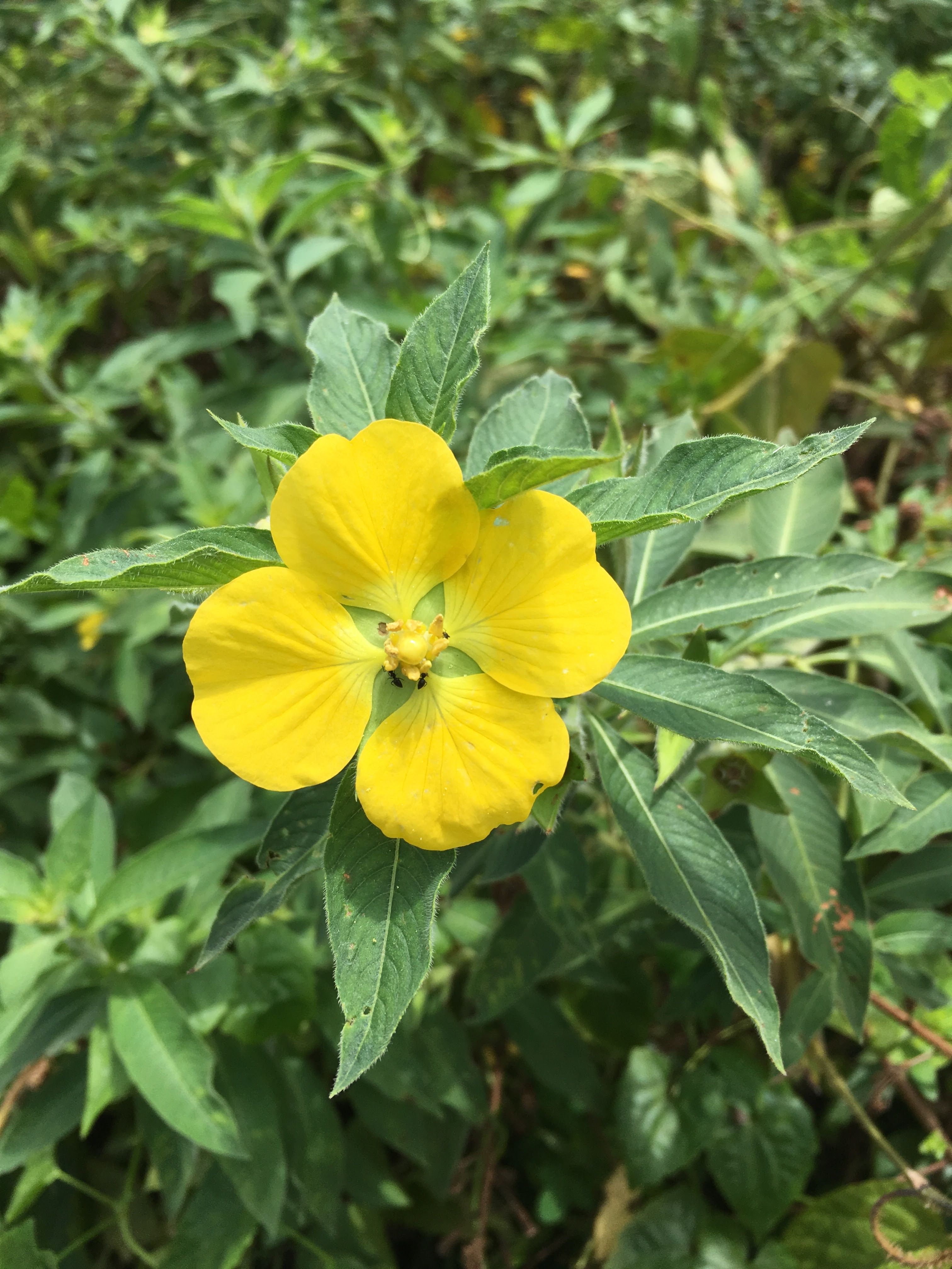 Botany Plant Names Sinhala Plant Names උද භ ද නම ස හල නම