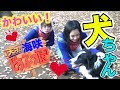 最高のコレクション きゃりーぱみゅぱみゅ 犬 志村どうぶつ園 785376-きゃりーぱみゅぱみゅ 犬 志村どうぶつ園