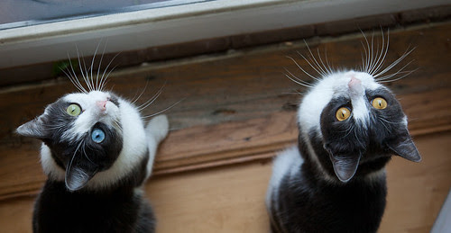 Brothers, Looking Up