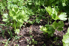 mom and dad's garden 153