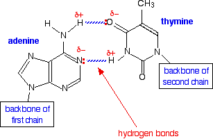 DNA - structure