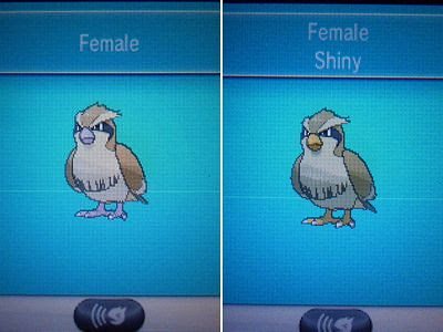 色ポッポ Xy 色ポケめも