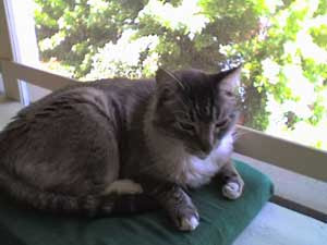 sample image