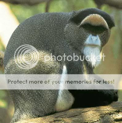 7 Hewan Termahal Di Dunia.serbatujuh