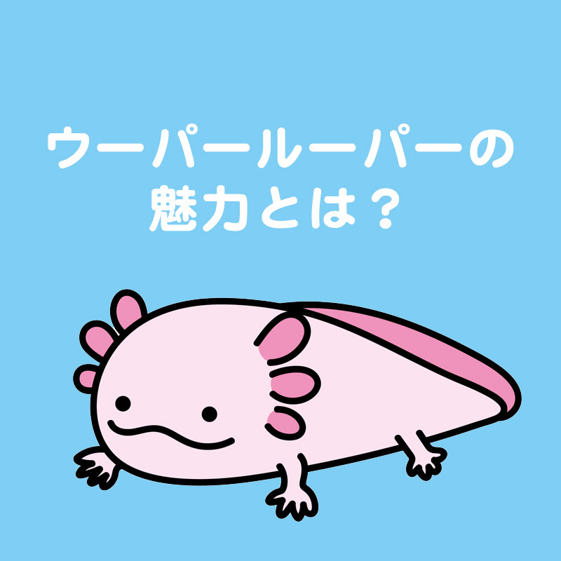 アクア事業部監修 ウーパールーパーの特徴は 値段や飼い方の基本も紹介