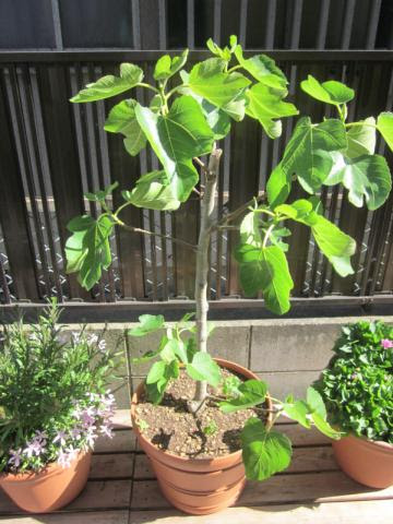 鉢植えで育てているイチジク ドーフィン 猫と園芸