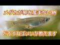 25 ++ めだか 卵 販売 176567-メダカ卵販売 卑弥呼卵