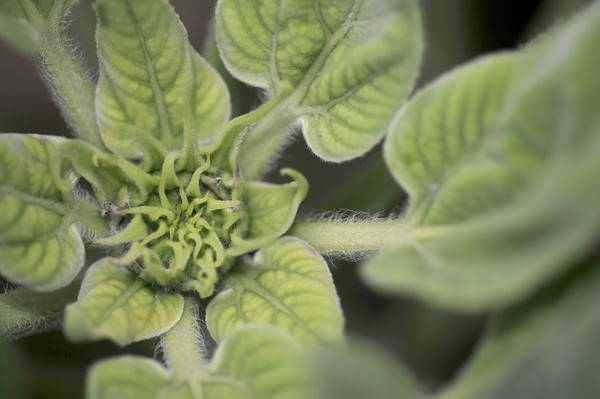sunflower wiki