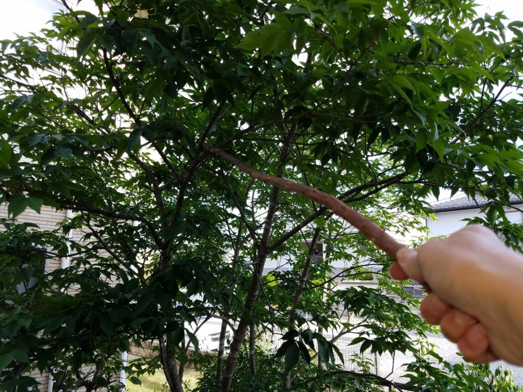 シマトネリコを育てるとき 害虫とその対策