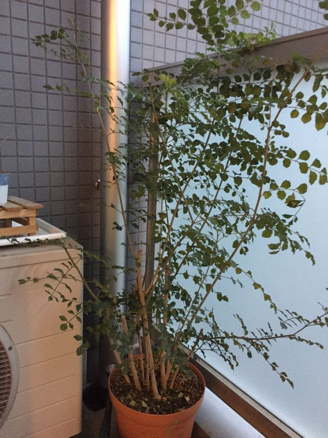 シマトネリコの育て方 剪定や植え替え 観葉植物ブログ緑組 植物の育て方