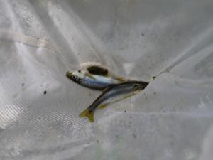 川遊びのときに知っておきたい 川の生き物を捕まえる4つの方法