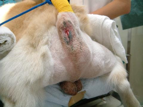 山田どうぶつ病院 Blog