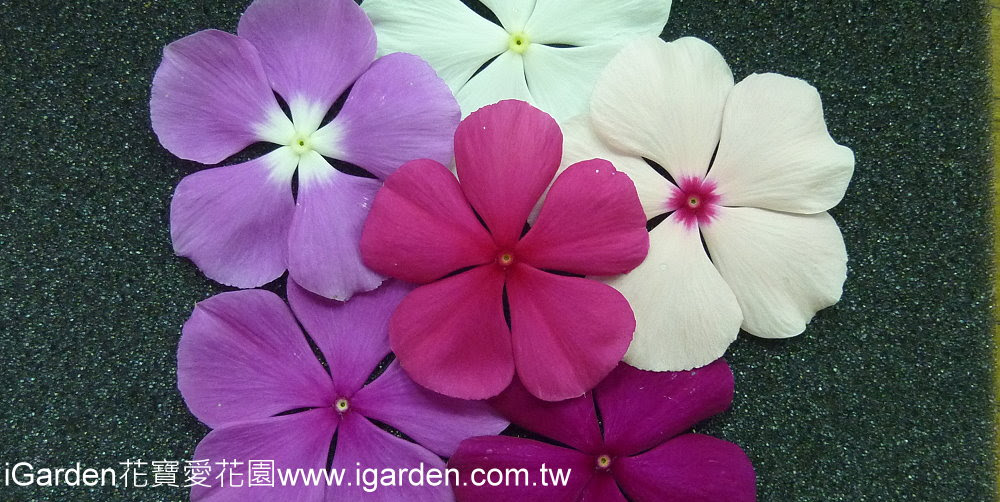 第680回花謎擂台 | iGarden花寶愛花園