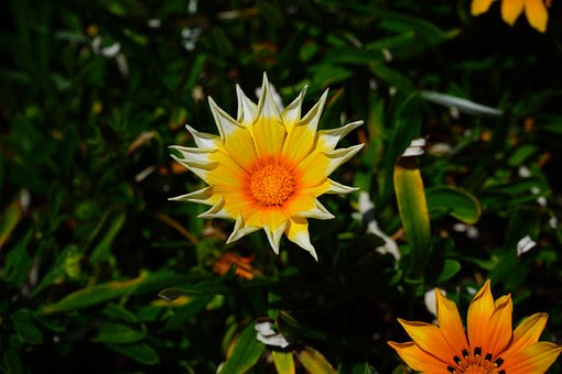 ガザニアの花が小さい場合の原因や対処方法とは 植物navi