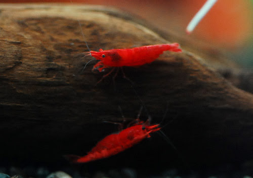 海水魚 サンゴ 熱帯魚 テラリウム 飼育
