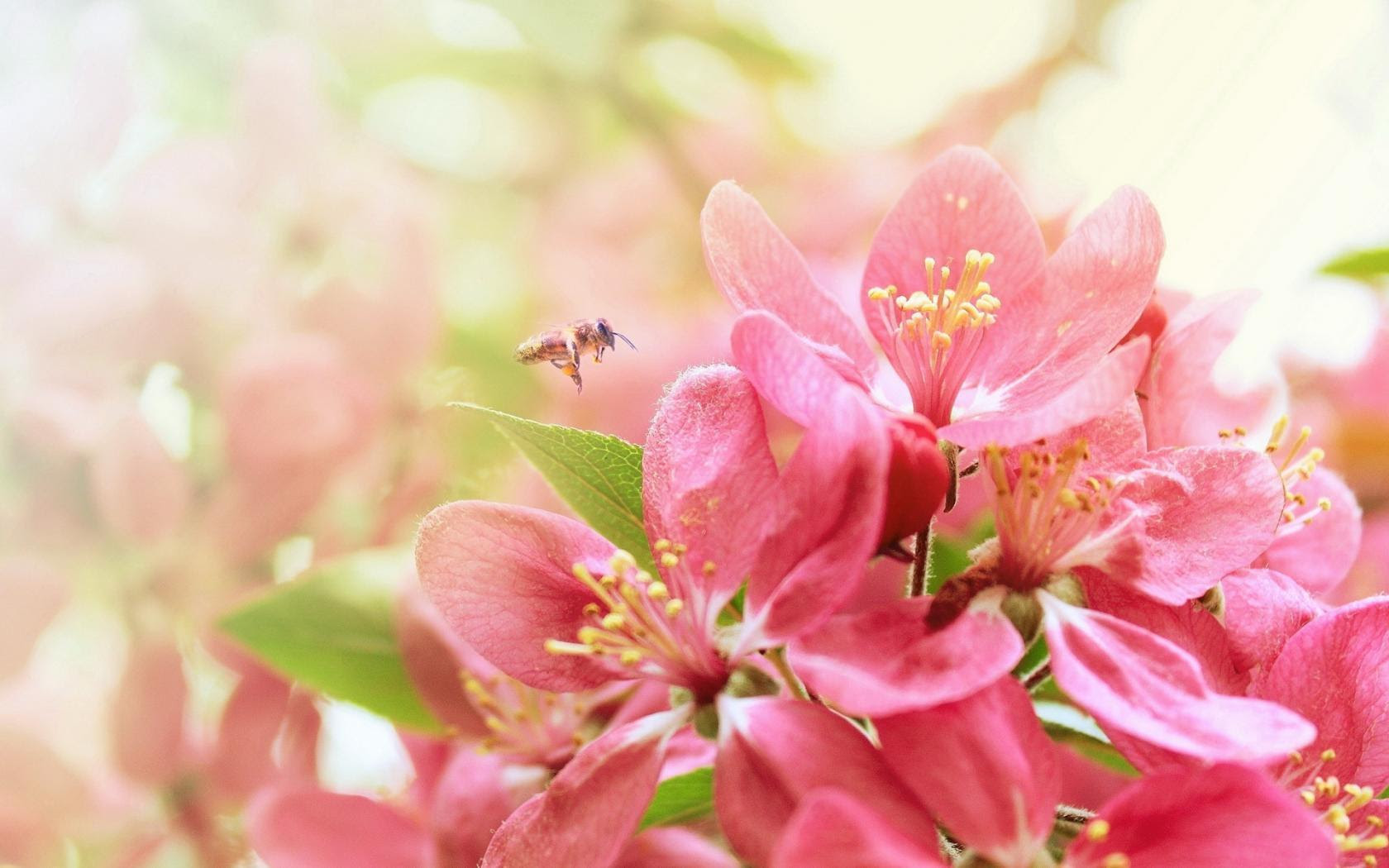 50 Beautiful Flower Wallpaper Images For Download