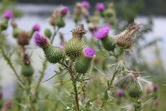Wild Flowers along the Mississippi River
