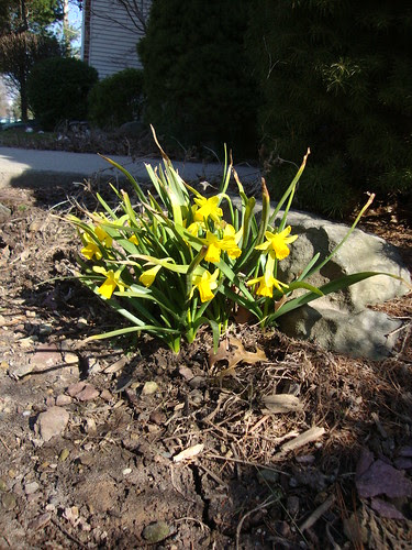 daffodils