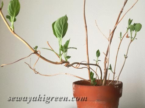 新芽を出した紫陽花 アナベル が与えるインパクトの大きさは計り知れず