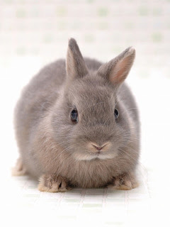 ハムスター ウサギなど 小さな小さなネザーランドドワーフ うさぎ の待ち受け画像 壁紙 動物 パラダイス