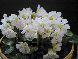 ３月１８日の誕生花は イワウチワ 366日 誕生花の辞典 誕生日の花言葉の図鑑