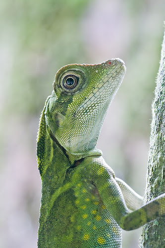 Gonocephalus grandis angle head lizard female IMG_3440b copy