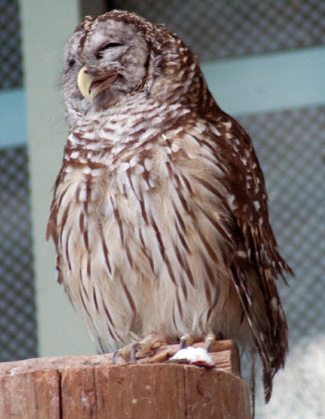 Funny Owls That Are Laughing
