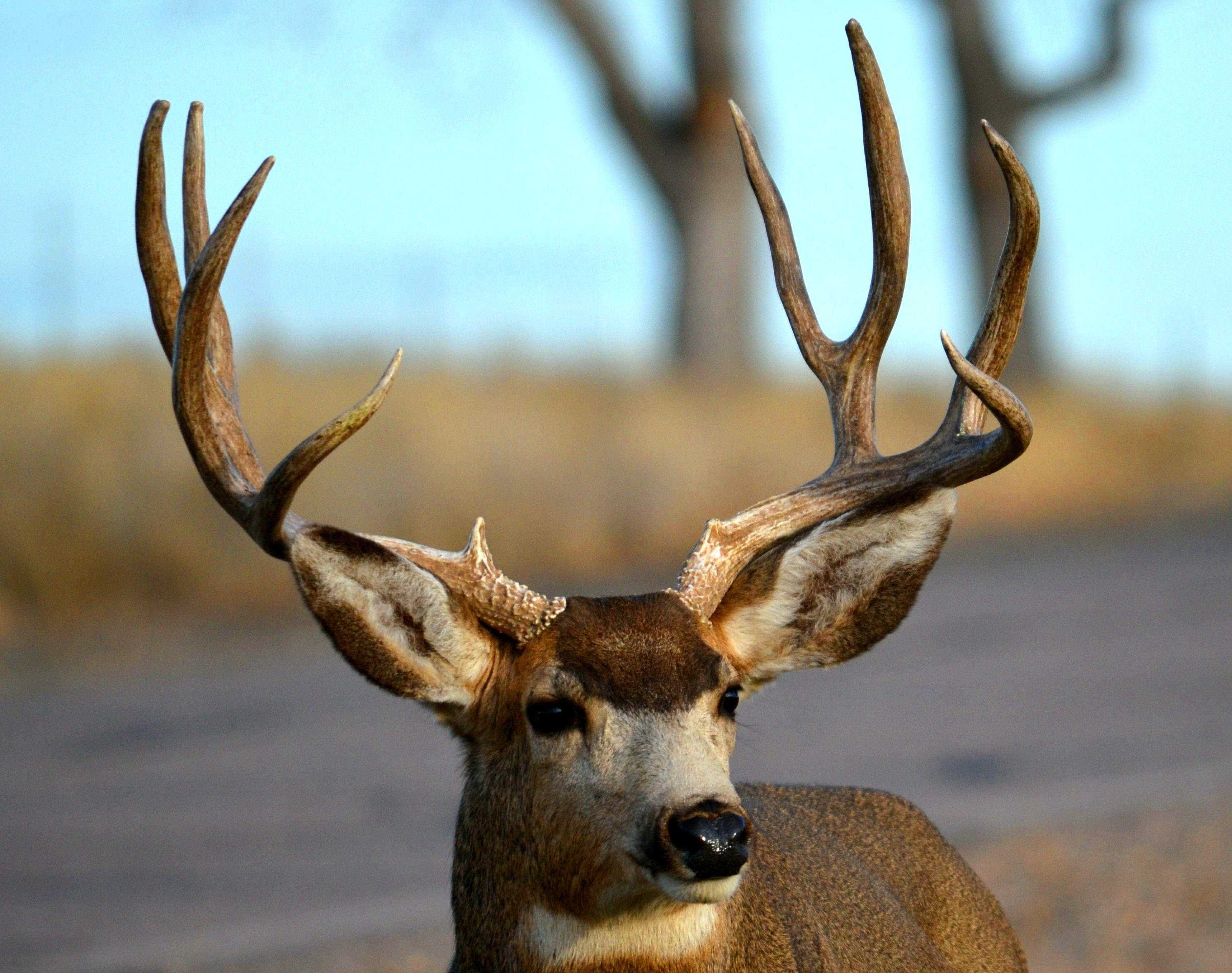 Reindeers Wallpapers Wallpaper Cave HD Wallpapers Download Free Map Images Wallpaper [wallpaper684.blogspot.com]