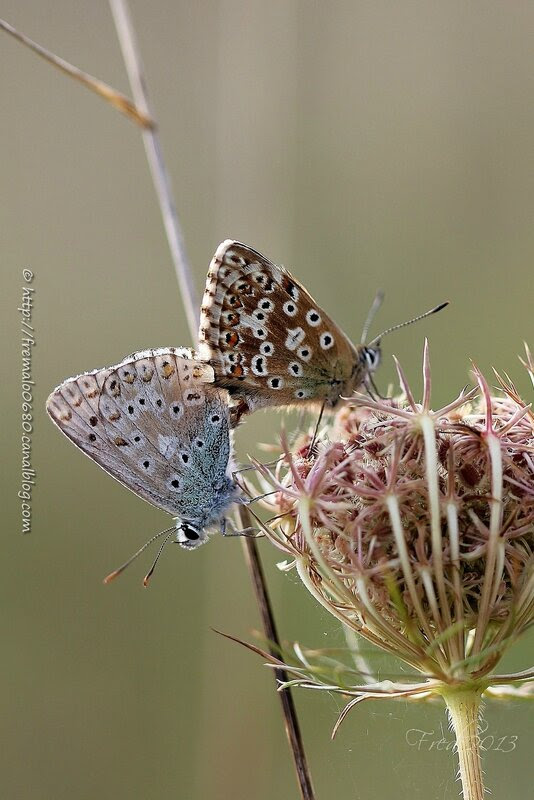 Polyommatus corindon