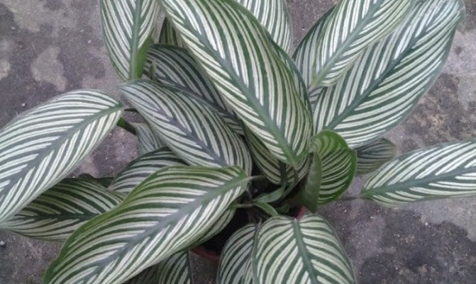 Cara Mudah Menanam dan Merawat Bunga Calathea Yang Baik Cara Mudah Menanam dan Merawat Bunga Calathea Yang Baik