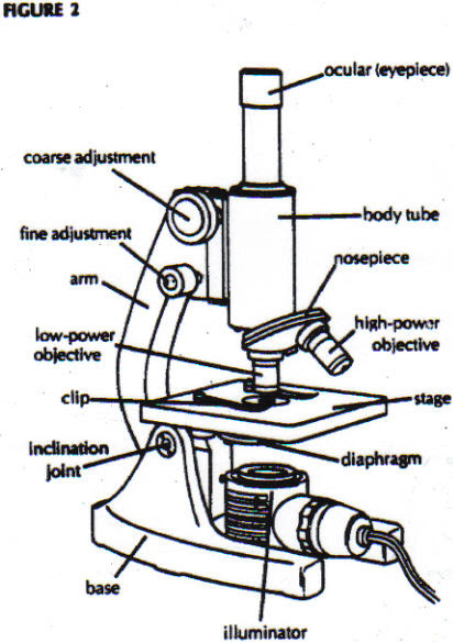 biology labeled microscope diagram - Clip Art Library