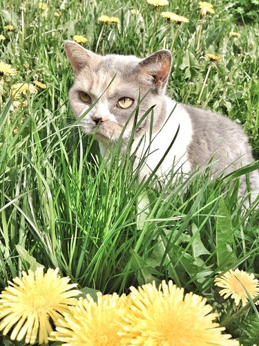 agnes and the dandelions