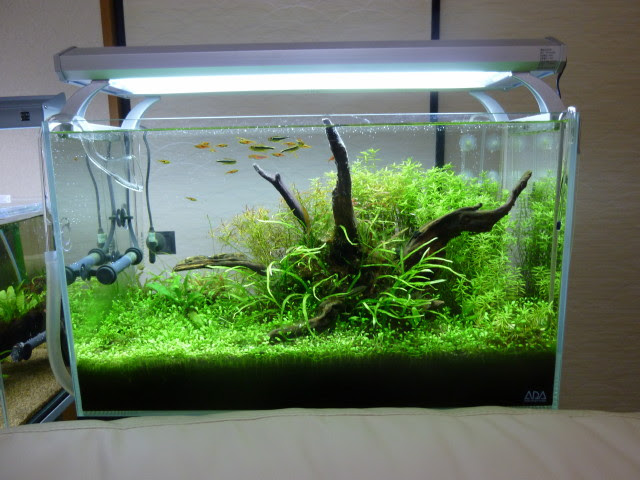 60cm水槽の終焉 Aquatic Plants