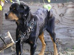240-unchainDogs.jpg