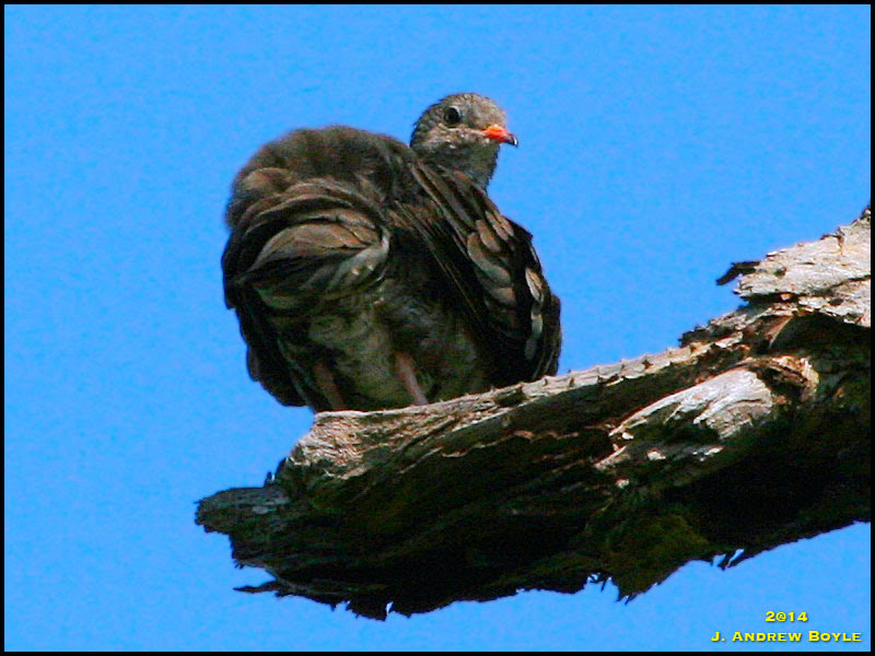 Common Ground Dove