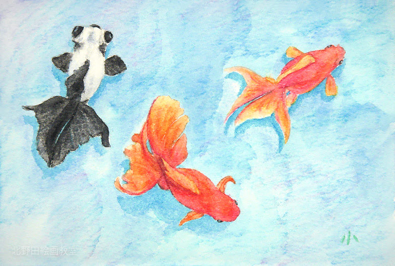 水彩色鉛筆の描き方 使い方 Vol 3 葉書サイズ 金魚編 北野田絵画教室