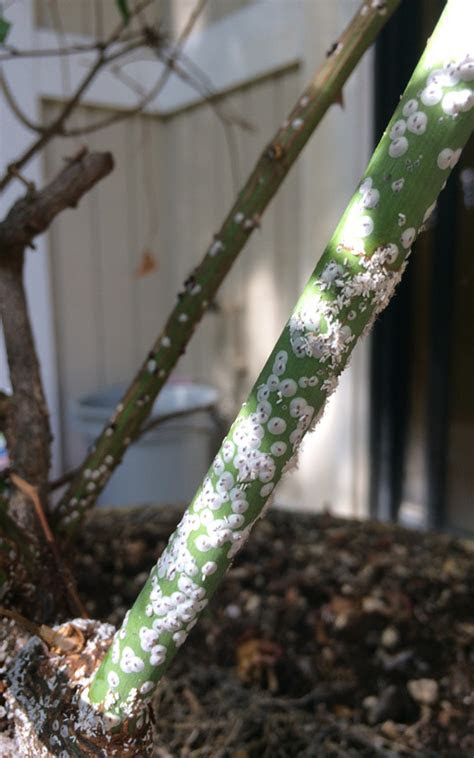 Best answer 4 years ago mix together a tea spoon of sugar and a tea spoon of common borax. How to get rid of Scale | Kings Plant Doctor