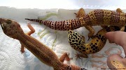 heimchenzucht Leopard Gecko : Home Arrival - 2012.09.29