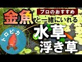 25 ++ 金魚 水草 食べる メリット 995575-金魚 水草 食べ�� メリット