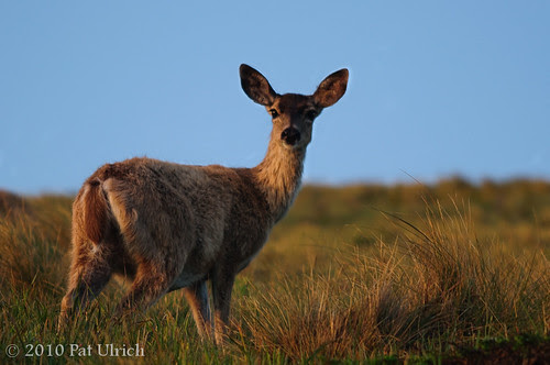 Doe at sunrise