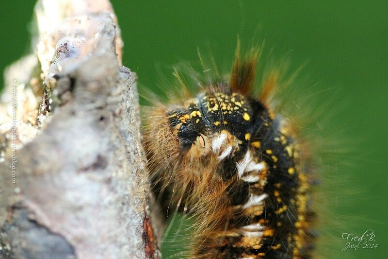 Euthrix potatoria