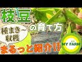選択した画像 枝豆 植える 時期 129733-枝豆 植える 時期